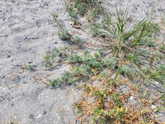 Ambrosia chamissonis