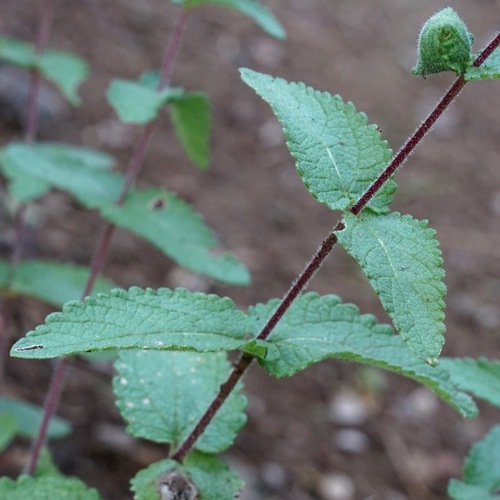 Image of Betonyleaf Brickellbush (Brickellia betonicifolia) by (c) Andrew Tree, some rights reserved (CC BY)
