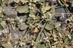 Oxystoglossella