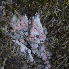 Icmadophila ericetorum