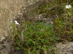 Saxifraga fragilis