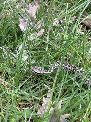 Vipera latastei
