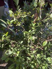 Aronia melanocarpa