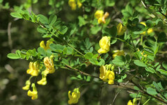 Hippocrepis emerus emerus