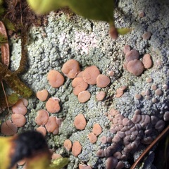 Icmadophila ericetorum