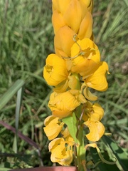 Senna alata