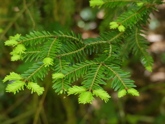 Abies alba