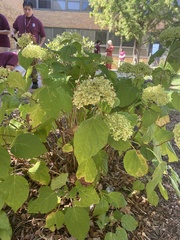 Hydrangea arborescens