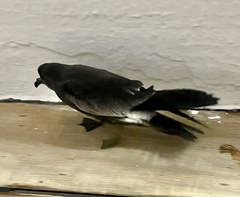 Hydrobates leucorhous
