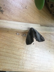 Catocala ultronia