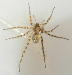 Pardosa mercurialis