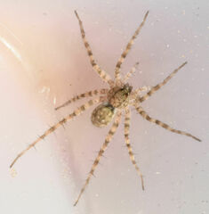 Pardosa mercurialis