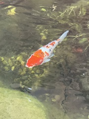 Cyprinus rubrofuscus