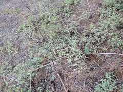 Symphoricarpos rotundifolius parishii