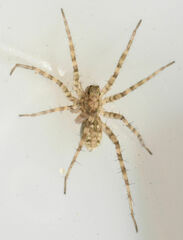 Pardosa mercurialis
