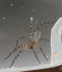 Pardosa mercurialis