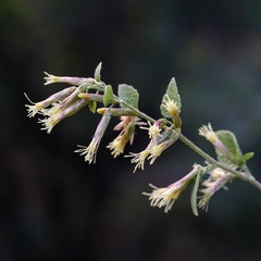 Brickellia californica