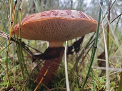 Suillus spectabilis