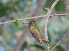 Hylocharis chrysura