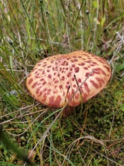 Suillus spectabilis