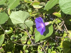 Ipomoea purpurea