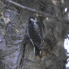Picoides dorsalis
