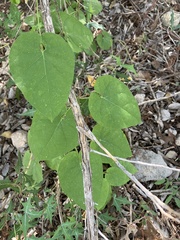 Matelea reticulata