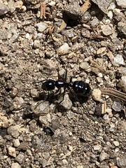 Camponotus laevissimus