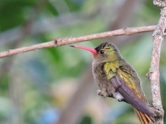 Hylocharis chrysura