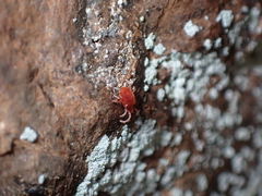 Trombidioidea