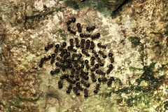 Meranoplus mucronatus