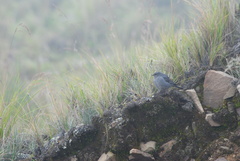 Geospizopsis unicolor