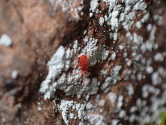 Trombidioidea