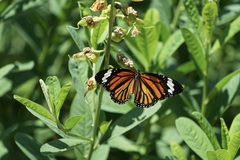 Danaus genutia
