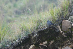 Geospizopsis unicolor