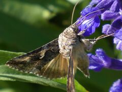 Autographa