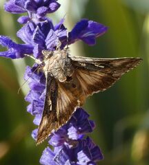 Autographa