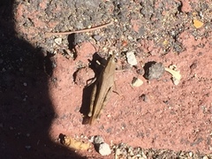 Calliptamus plebeius