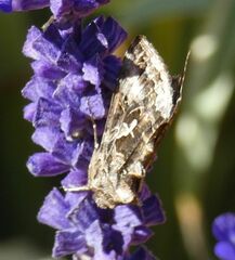 Autographa