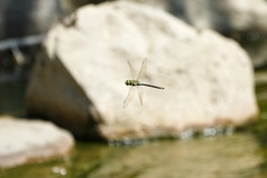 Anax parthenope julius