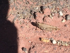 Calliptamus plebeius