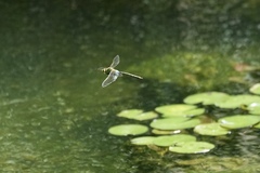 Anax parthenope julius