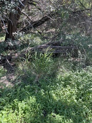 Setaria scheelei