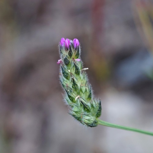 Image of Dalea exigua by (c) Andrew Tree, some rights reserved (CC BY)