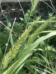 Setaria scheelei