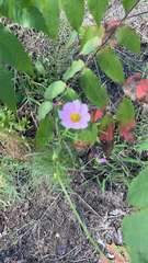 Cosmos parviflorus