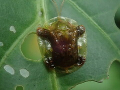 Helocassis testudinaria