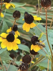 Rudbeckia triloba