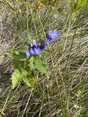 Gentiana puberulenta