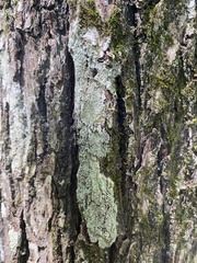 Lecanora thysanophora